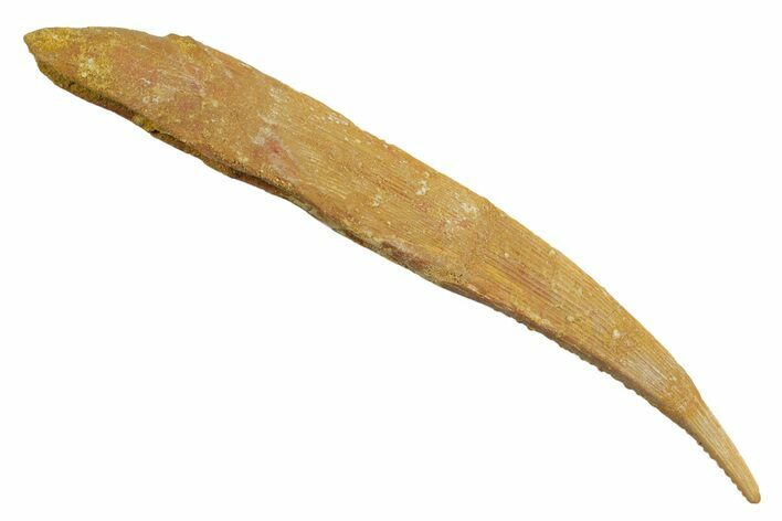 Large, Fossil Shark (Hybodus) Dorsal Spine - Morocco #353150